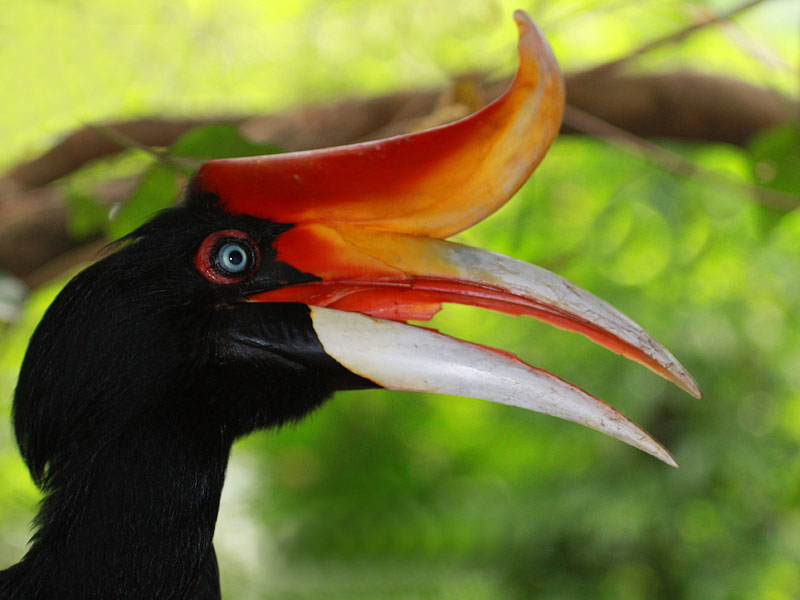 borneodanumvalleyrhinohornbill.jpg