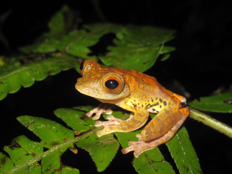 borneodanumvalleytreefrog.jpg