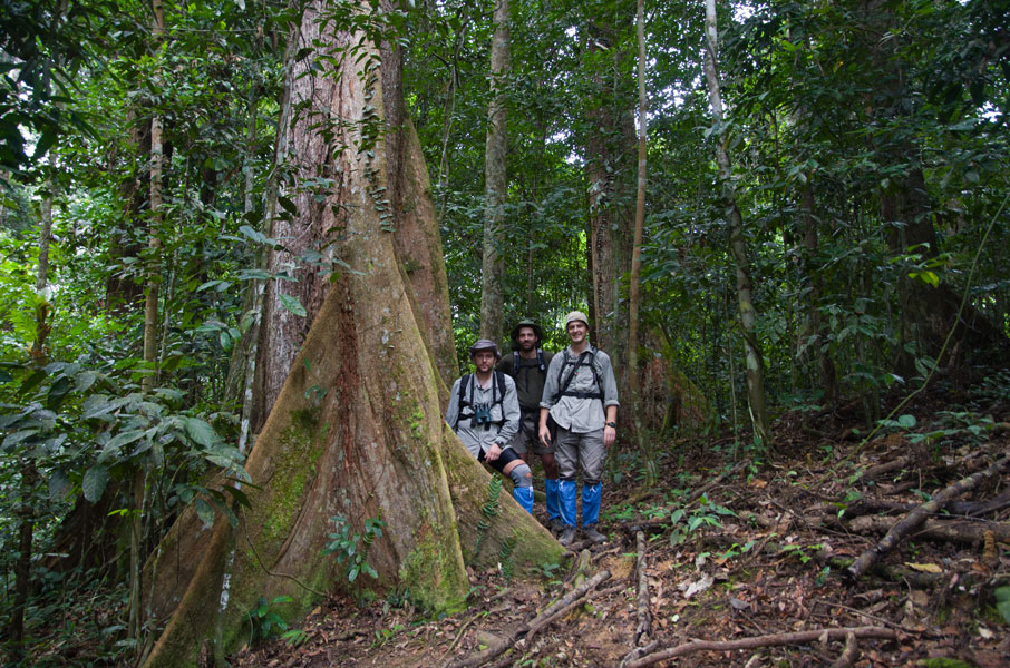 borneodanumvalleytrekkinginthejungle.jpg