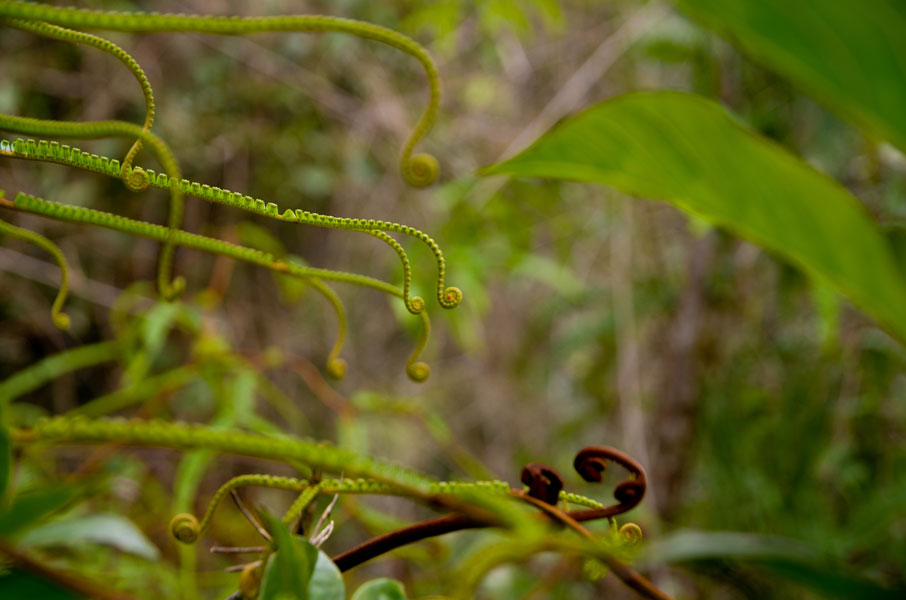 borneokinabaluparkdetailsofjungle.jpg