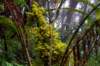 borneokinabaluparkjungle_small.jpg