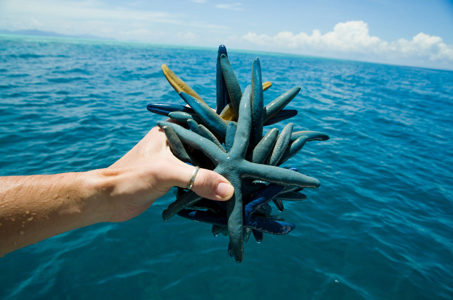 borneomantabuanislandbluestarfish.jpg