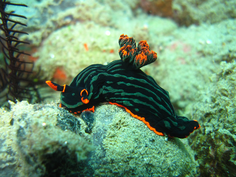 borneomantabuanislandnudibranch.jpg