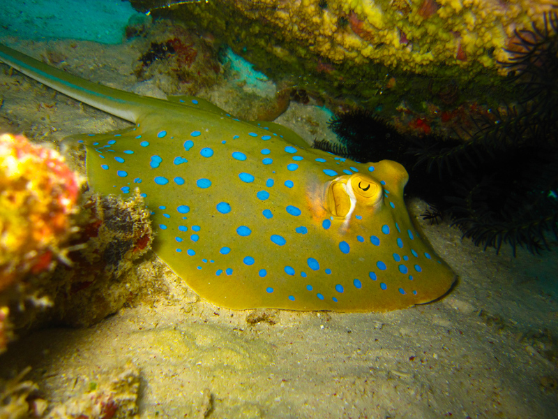 borneomantabuanislandstingray.jpg