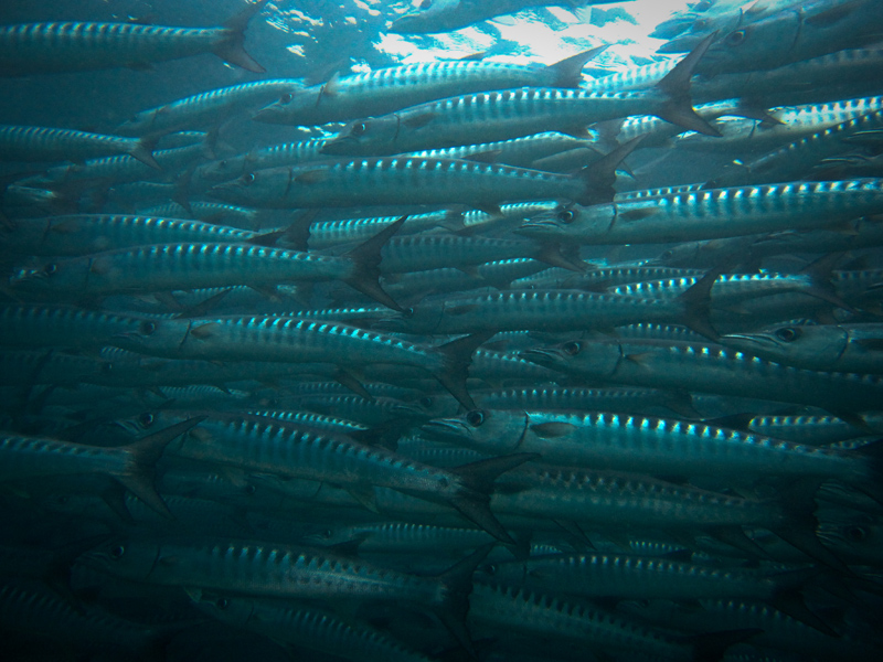 borneosipadanislandbaracudas.jpg