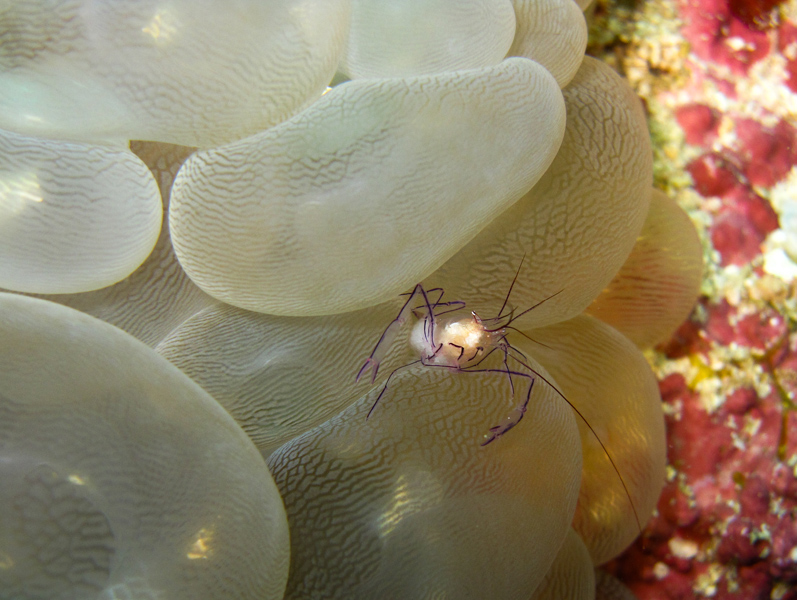 borneosipadanislandcrab.jpg