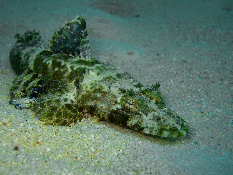 borneosipadanislandcrocodilefish.jpg