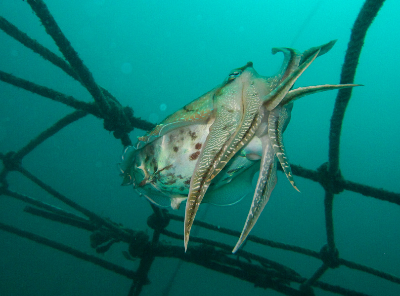 borneosipadanislandcuttlefish.jpg