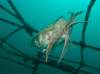 borneosipadanislandcuttlefish_small.jpg