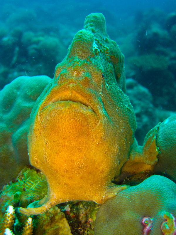 borneosipadanislandfrogfish.jpg