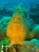 borneosipadanislandfrogfish_small.jpg