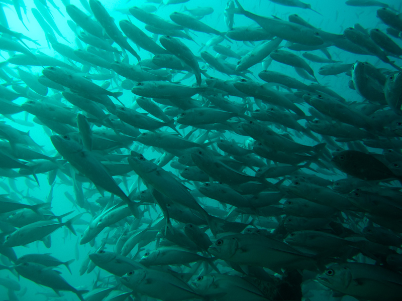 borneosipadanislandjackfish.jpg