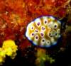 borneosipadanislandnudibranch_small.jpg