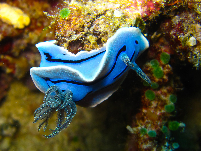 borneosipadanislandnudibranchblue.jpg