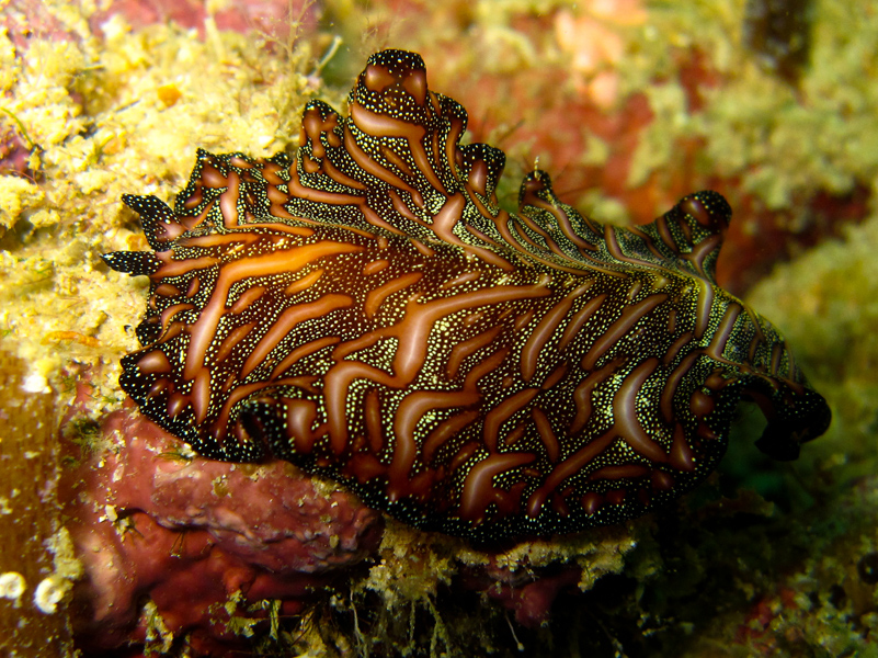 borneosipadanislandnudibranchbrown.jpg