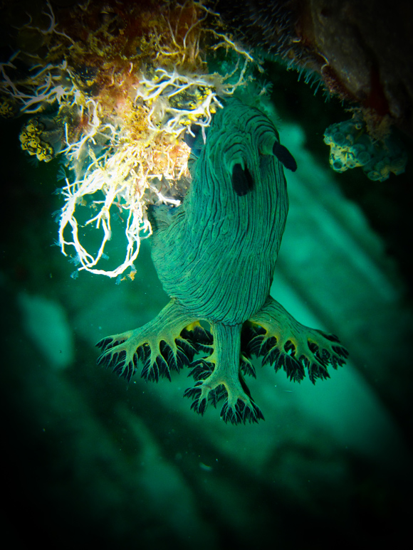 borneosipadanislandnudibranchdarkgreen.jpg