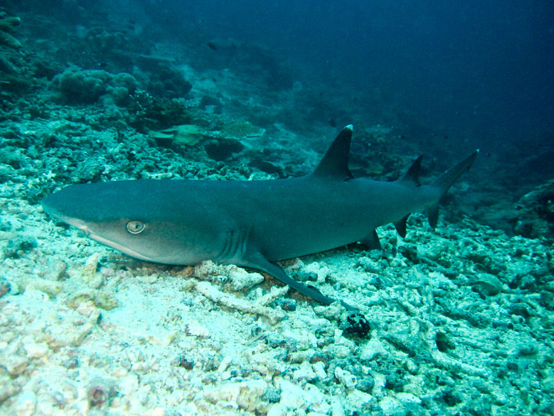 borneosipadanislandshark.jpg