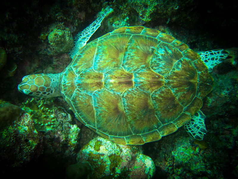 borneosipadanislandturtle.jpg