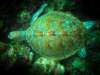 borneosipadanislandturtle_small.jpg