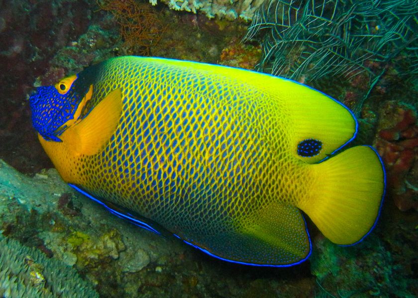 borneosipadanislandyellowfish.jpg