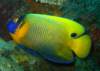 borneosipadanislandyellowfish_small.jpg