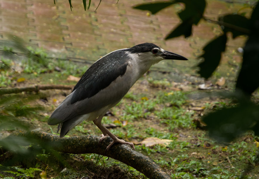 kualalumpurbirdparkgreystranger.jpg