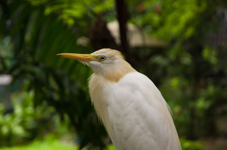 kualalumpurbirdparkheron.jpg