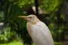 kualalumpurbirdparkheron_small.jpg