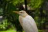 kualalumpurbirdparkheron_small.jpg