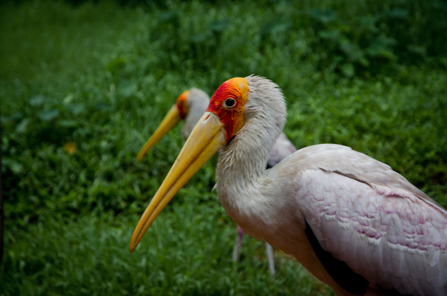 kualalumpurbirdparkstork.jpg