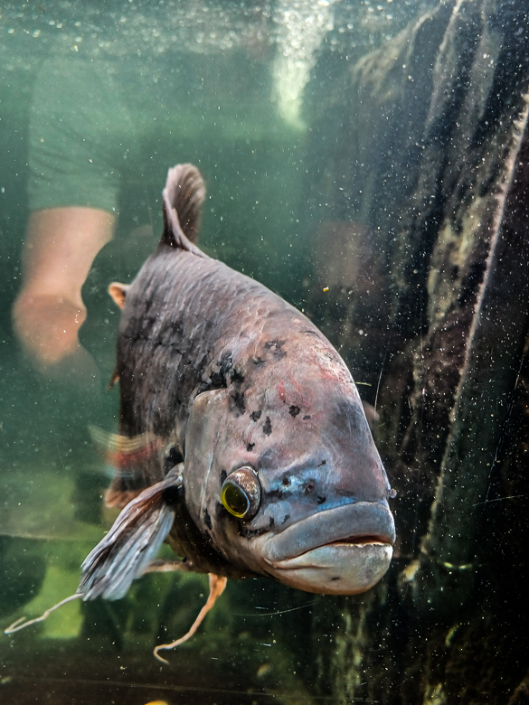 lavanillenatureparkfishi.jpg
