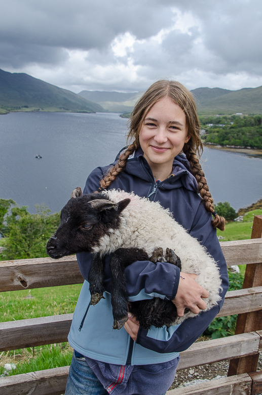 irelandsheep.jpg