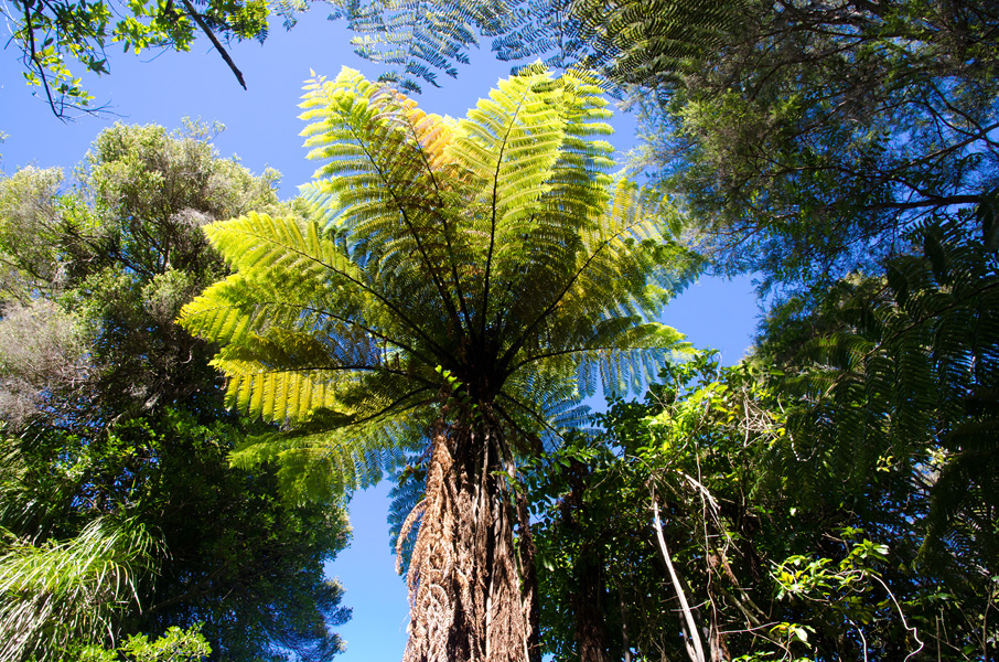 abeltasmannationalparkinthejungle.jpg