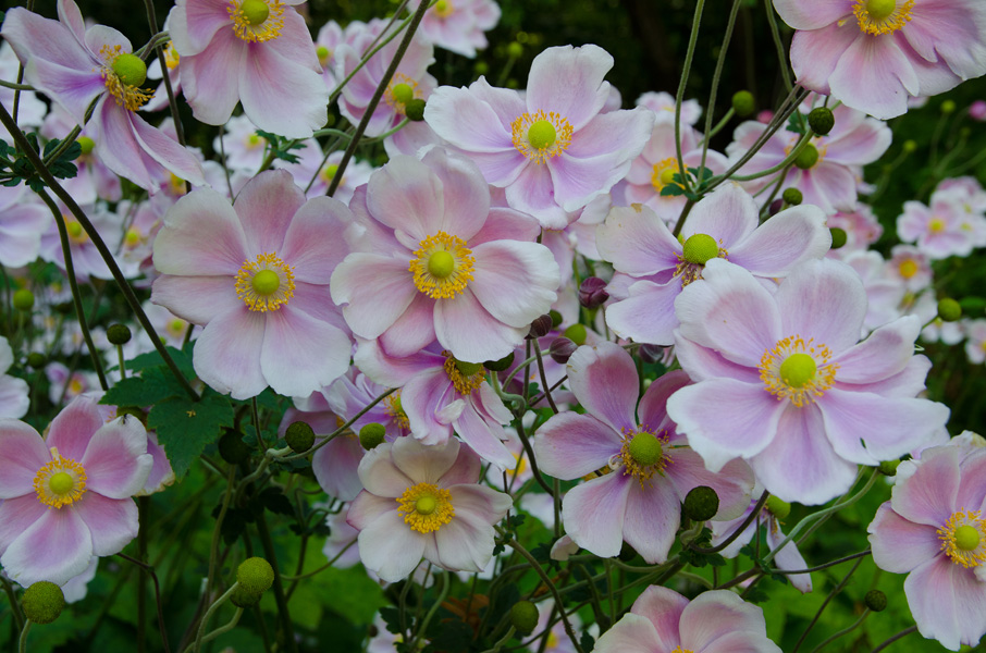 christchurchbotanicgarden.jpg