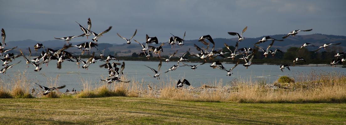 coromandelbirdwatching.jpg