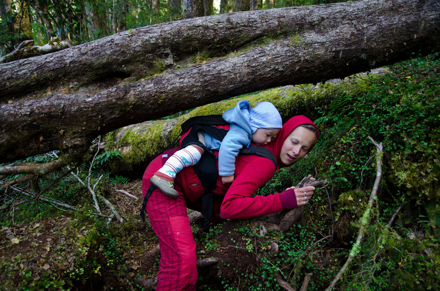 fjordlandnationalparkhikinginforest.jpg