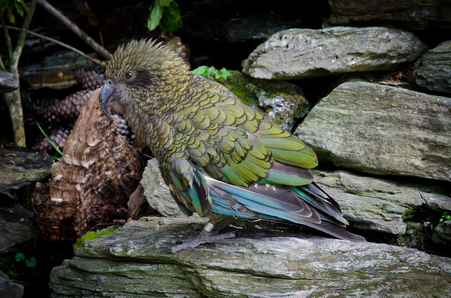 fjordlandnationalparkkeaalpineparrot.jpg