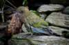 fjordlandnationalparkkeaalpineparrot_small.jpg