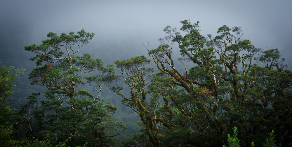 fjordlandnationalparkplants.jpg