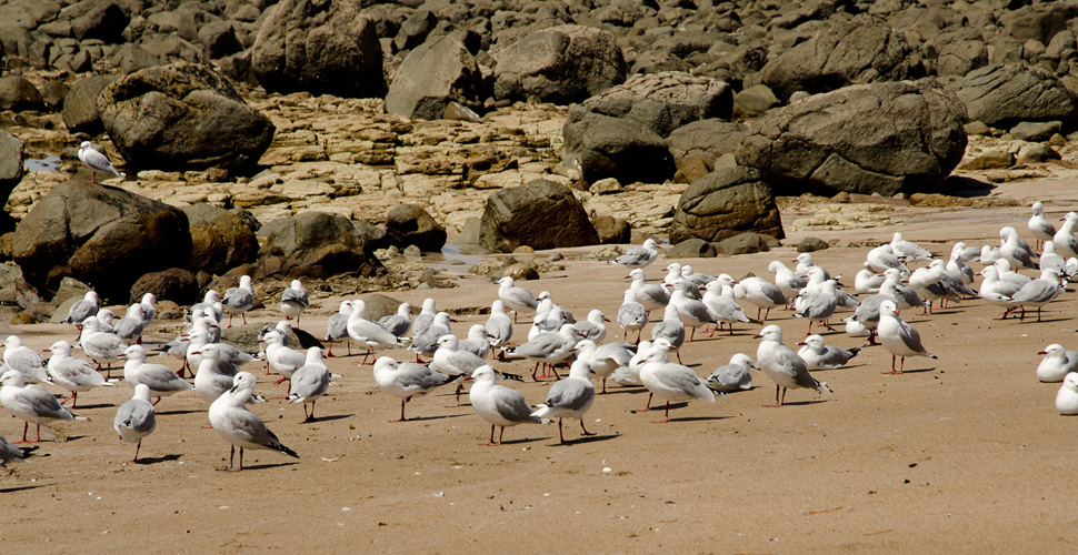 hotwaterbeachgullsparty.jpg