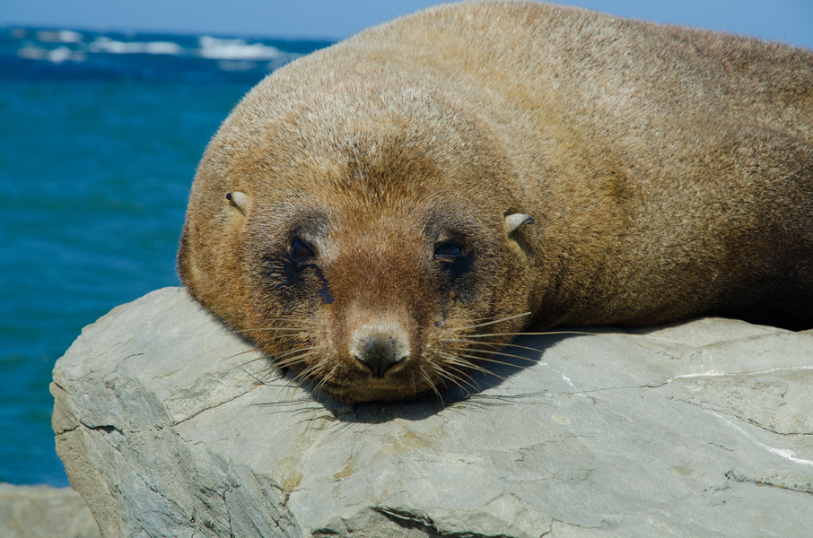 kaikourafurseal.jpg