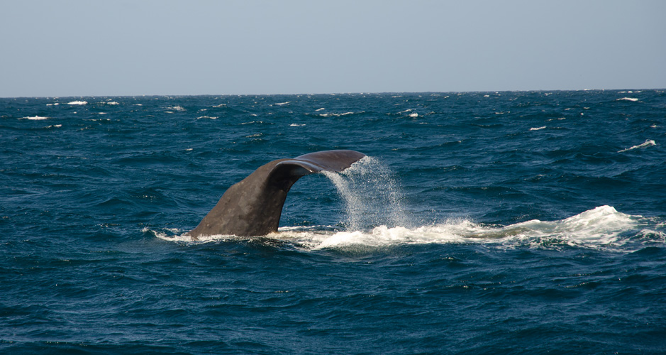 kaikouraspermwhaleswatchingdiving.jpg