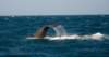 kaikouraspermwhaleswatchingdiving_small.jpg