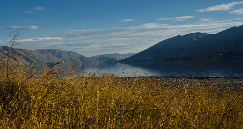 lakewanakahiddeninbush.jpg