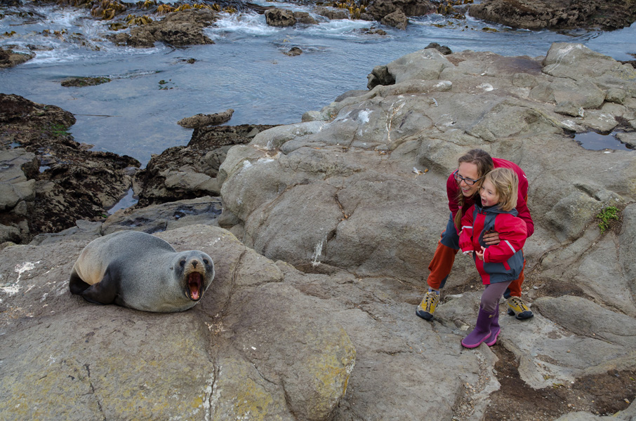 moerakifurseals.jpg