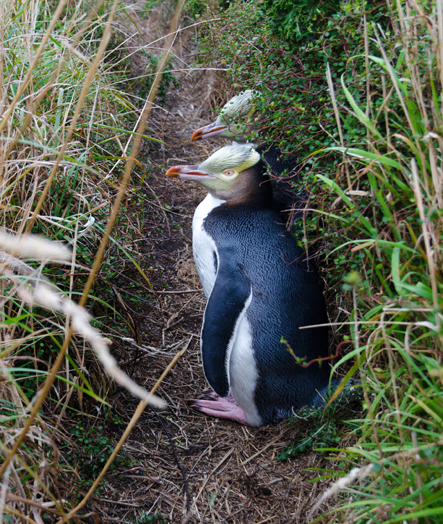 moerakiyelloweyedpenguinparents.jpg