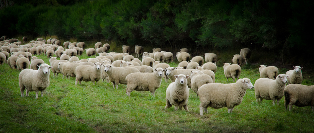 newzealandcountryofsheeps.jpg