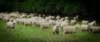 newzealandcountryofsheeps_small.jpg