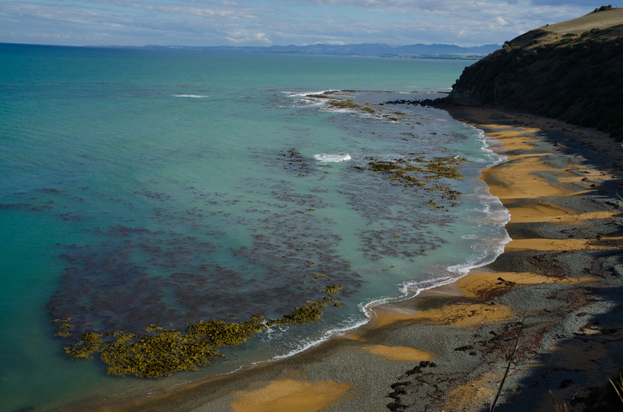 oamarupenguinsbeach.jpg