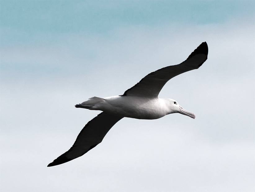 otagopeninsularoyalalbatros.jpg